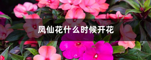 凤仙花什么时候开花