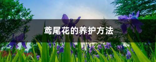 鸢尾花的养护方法，适合北方养吗