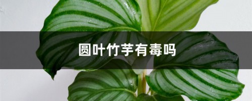 圆叶竹芋有毒吗