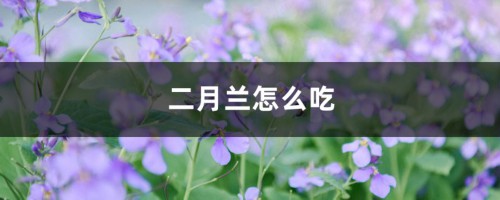 二月兰怎么吃