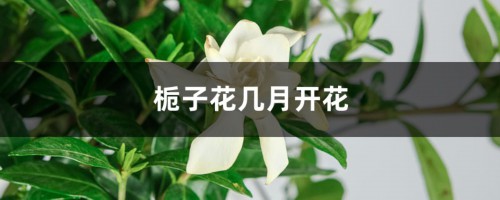 栀子花几月开花