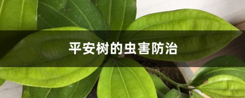 平安树的虫害防治