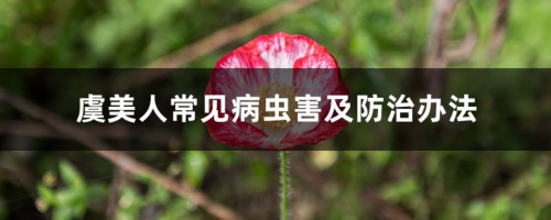 虞美人常见病虫害及防治办法