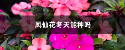 凤仙花冬天能种吗