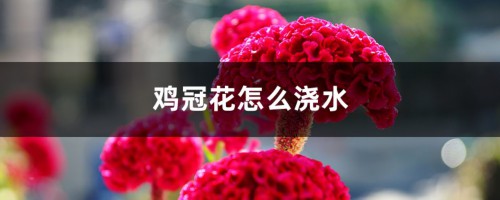 鸡冠花怎么浇水