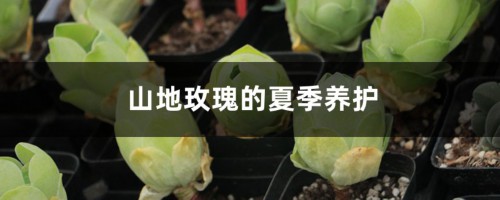 山地玫瑰的夏季养护